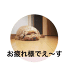 わんこのボヤキ（個別スタンプ：12）