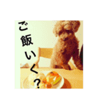 わんこのボヤキ（個別スタンプ：15）