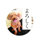 わんこのボヤキ（個別スタンプ：16）
