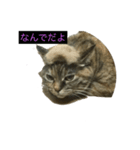 使いやすい猫のスタンプ（個別スタンプ：1）
