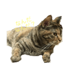 使いやすい猫のスタンプ（個別スタンプ：2）