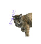 使いやすい猫のスタンプ（個別スタンプ：3）