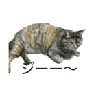 使いやすい猫のスタンプ（個別スタンプ：7）