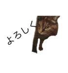 使いやすい猫のスタンプ（個別スタンプ：8）
