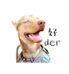 I'm Healer , Healer dog's life（個別スタンプ：1）