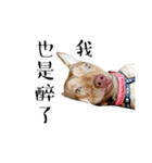 I'm Healer , Healer dog's life（個別スタンプ：8）