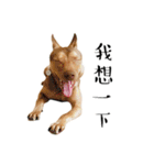 I'm Healer , Healer dog's life（個別スタンプ：9）