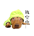 I'm Healer , Healer dog's life（個別スタンプ：11）