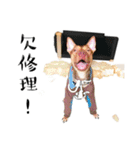 I'm Healer , Healer dog's life（個別スタンプ：14）