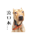 I'm Healer , Healer dog's life（個別スタンプ：16）