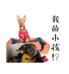 I'm Healer , Healer dog's life（個別スタンプ：17）