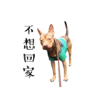 I'm Healer , Healer dog's life（個別スタンプ：19）