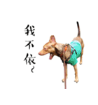 I'm Healer , Healer dog's life（個別スタンプ：20）