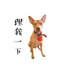 I'm Healer , Healer dog's life（個別スタンプ：22）