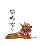 I'm Healer , Healer dog's life（個別スタンプ：24）