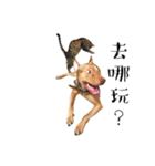 I'm Healer , Healer dog's life（個別スタンプ：27）