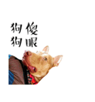 I'm Healer , Healer dog's life（個別スタンプ：30）