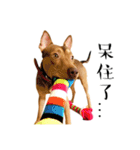 I'm Healer , Healer dog's life（個別スタンプ：31）