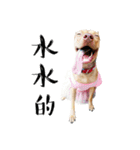 I'm Healer , Healer dog's life（個別スタンプ：35）