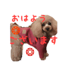 cute dogss（個別スタンプ：1）