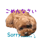 cute dogss（個別スタンプ：6）