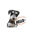 The Life of schnauzer girl mei（個別スタンプ：1）