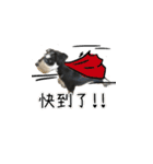 The Life of schnauzer girl mei（個別スタンプ：4）