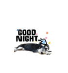 The Life of schnauzer girl mei（個別スタンプ：5）