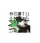 The Life of schnauzer girl mei（個別スタンプ：7）