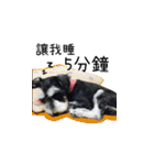 The Life of schnauzer girl mei（個別スタンプ：10）