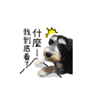 The Life of schnauzer girl mei（個別スタンプ：11）