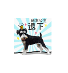 The Life of schnauzer girl mei（個別スタンプ：12）