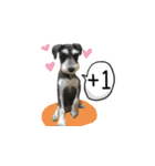 The Life of schnauzer girl mei（個別スタンプ：14）