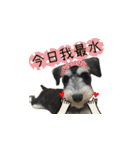 The Life of schnauzer girl mei（個別スタンプ：15）
