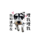The Life of schnauzer girl mei（個別スタンプ：18）