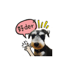 The Life of schnauzer girl mei（個別スタンプ：19）