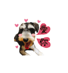 The Life of schnauzer girl mei（個別スタンプ：20）