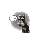 The Life of schnauzer girl mei（個別スタンプ：22）