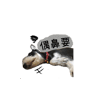 The Life of schnauzer girl mei（個別スタンプ：23）