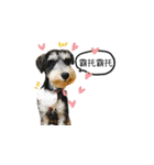 The Life of schnauzer girl mei（個別スタンプ：24）