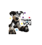 The Life of schnauzer girl mei（個別スタンプ：26）