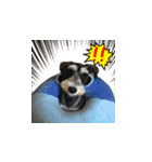 The Life of schnauzer girl mei（個別スタンプ：27）