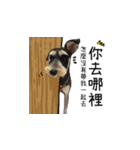 The Life of schnauzer girl mei（個別スタンプ：28）
