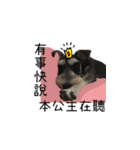 The Life of schnauzer girl mei（個別スタンプ：29）