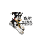 The Life of schnauzer girl mei（個別スタンプ：30）