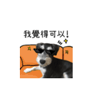 The Life of schnauzer girl mei（個別スタンプ：31）