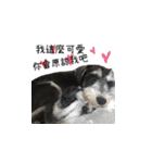 The Life of schnauzer girl mei（個別スタンプ：32）