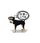 The Life of schnauzer girl mei（個別スタンプ：34）