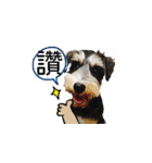 The Life of schnauzer girl mei（個別スタンプ：37）