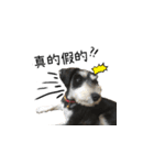The Life of schnauzer girl mei（個別スタンプ：38）
